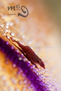 PURPLE LINE
 by Mona Dienhart 